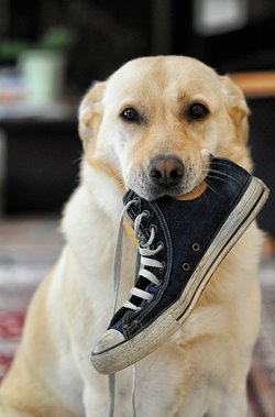 dog-633562_1280.jpg